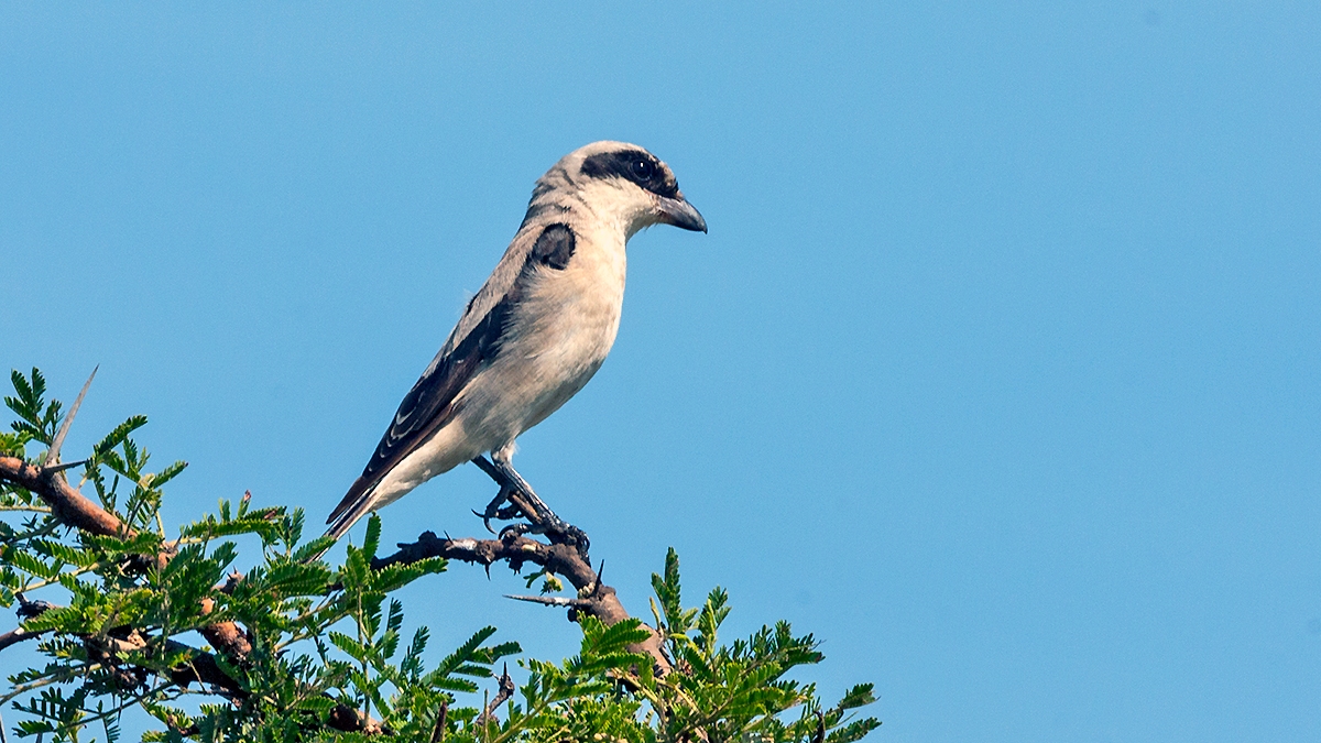 Lesser Grey Shrike [Lanius minor]