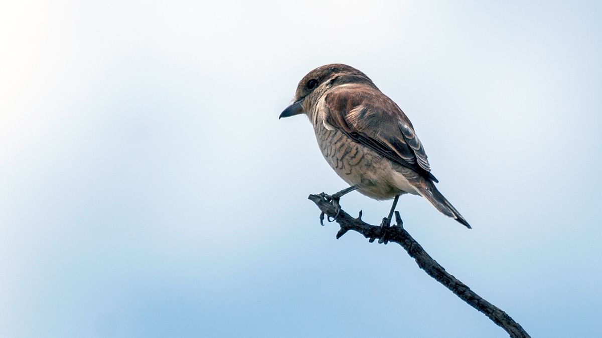 Red-backed Shrike [Lanius collurio]