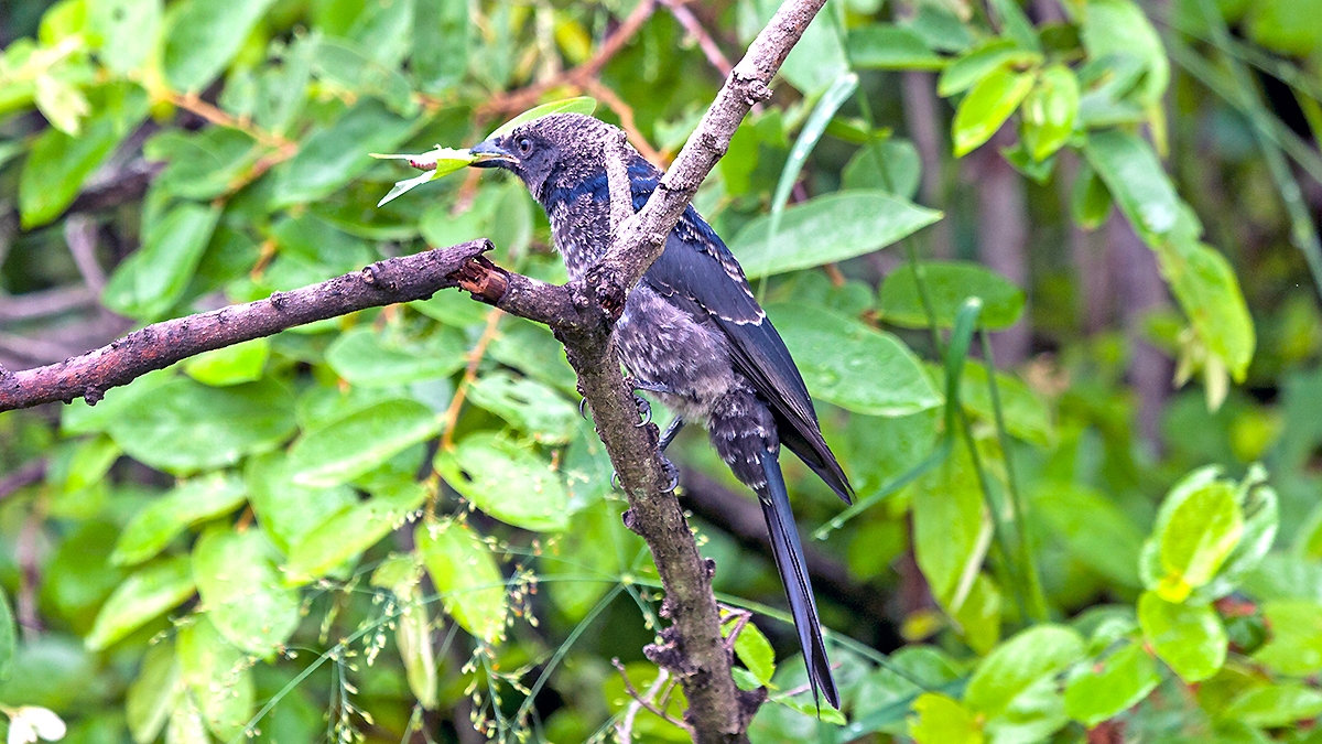 Fork-tailed Drongo [Dicrurus adsimilis fugax]