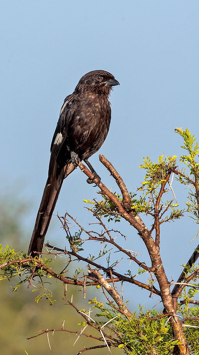 Magpie Shrike [Lanius melanoleucus expressus]