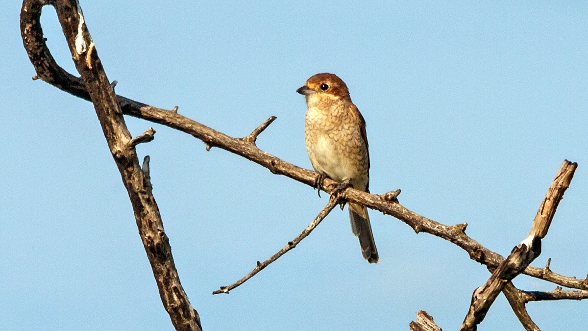 Red-backed Shrike [Lanius collurio]