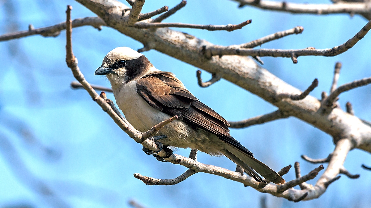Southern White-crowned Shrike [Eurocephalus anguitimens niveus]