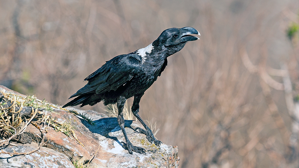 White-necked Raven [Corvus albicollis]