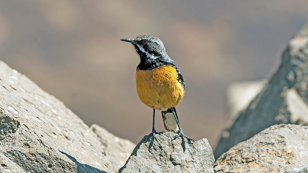 Drakensberg Rockjumper [Chaetops aurantius]