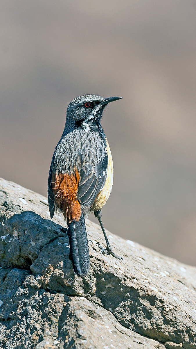 Drakensberg Rockjumper [Chaetops aurantius]