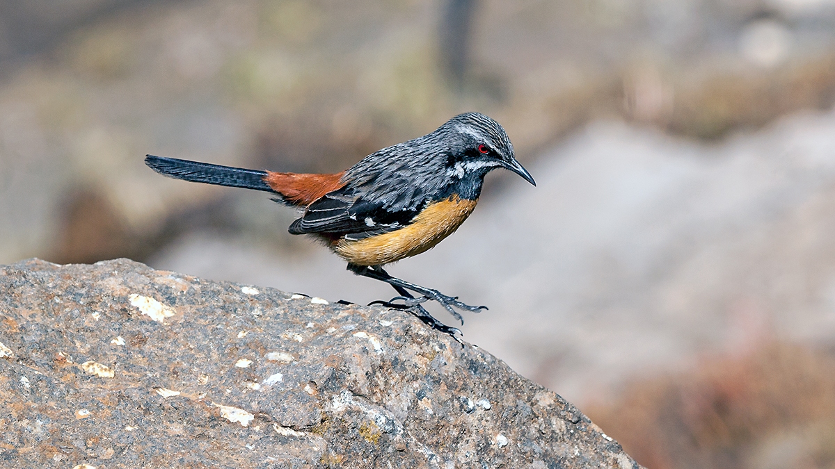 Drakensberg Rockjumper [Chaetops aurantius]