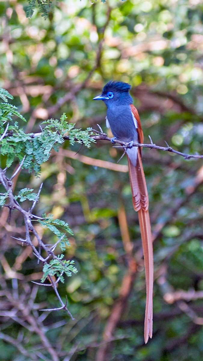 African Paradise Flycatcher [Terpsiphone viridis plumbeiceps]