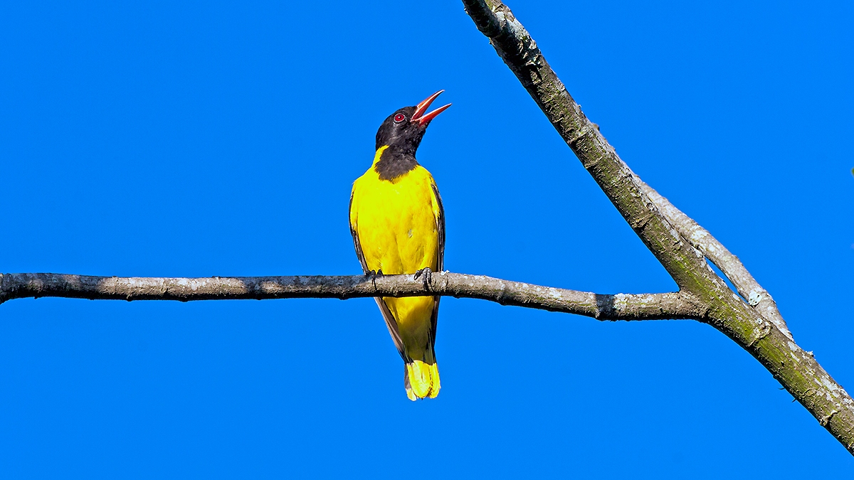 Black-headed Oriole [Oriolus larvatus larvatus]