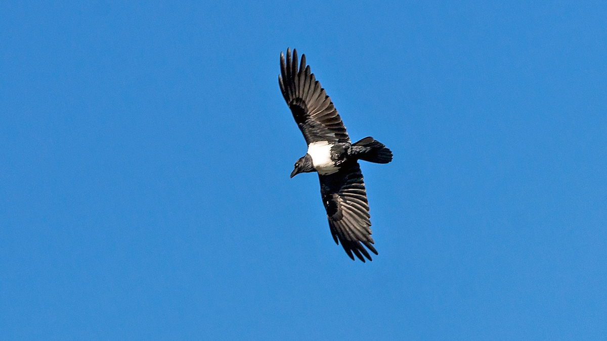 Pied Crow [Corvus albus]
