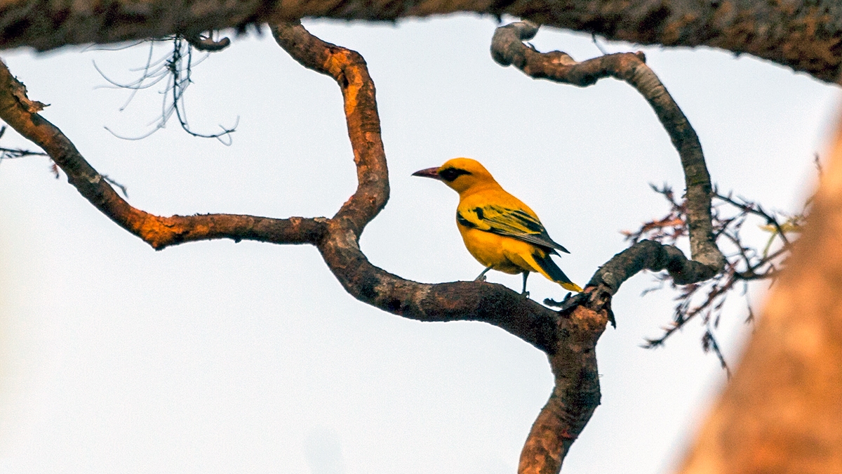 African Golden Oriole [Oriolus auratus notatus]