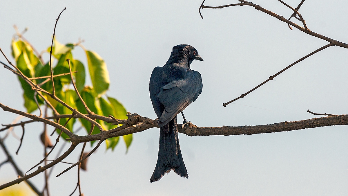 Fork-tailed Drongo [Dicrurus adsimilis fugax]