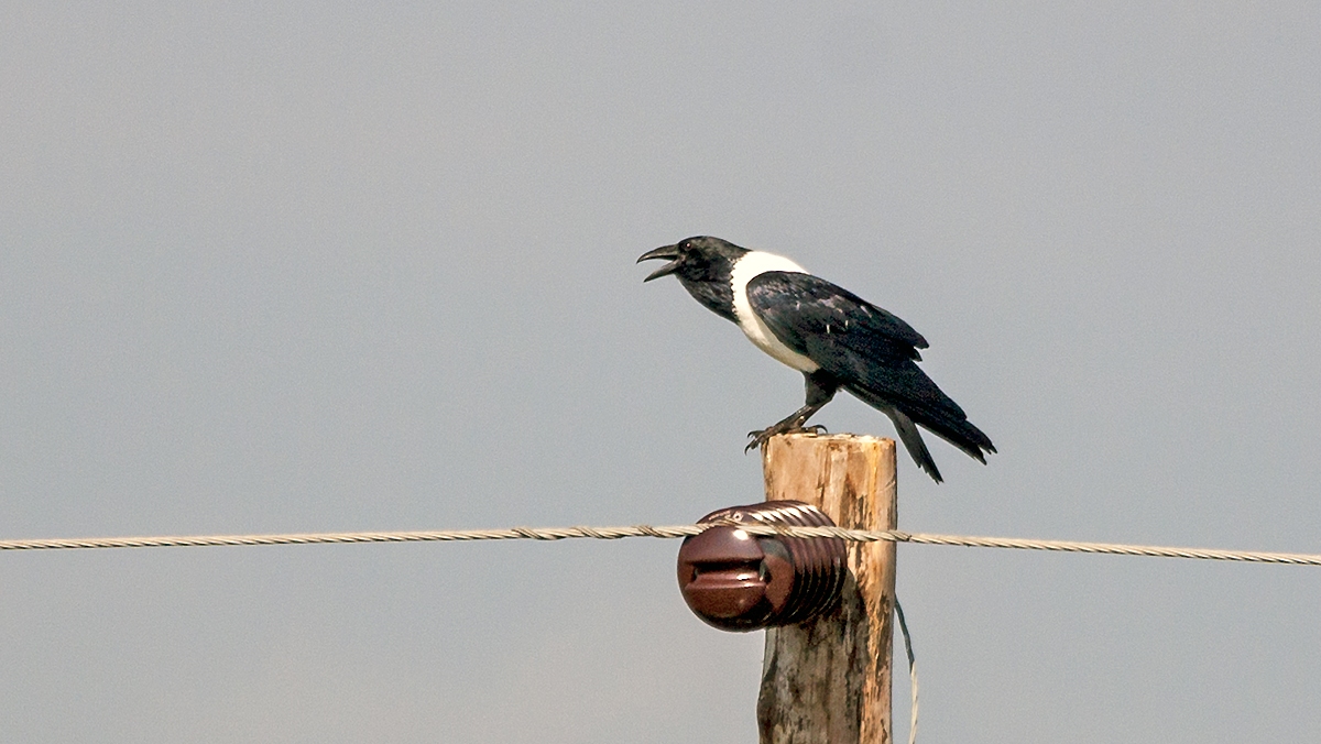 Pied Crow [Corvus albus]