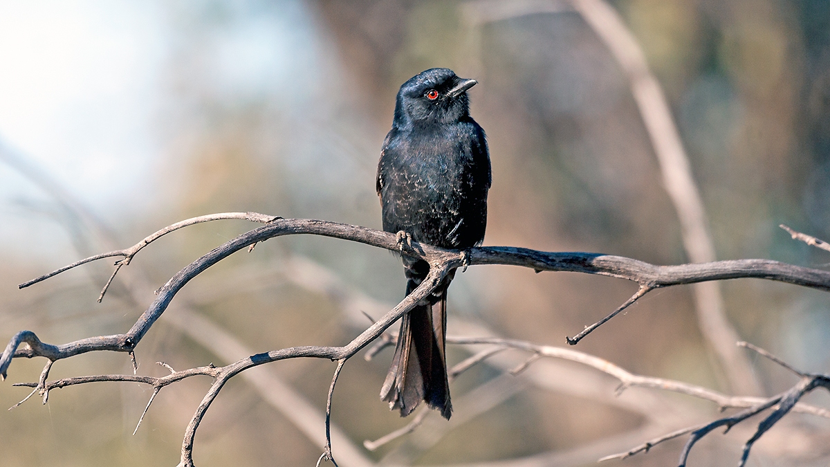 Fork-tailed Drongo [Dicrurus adsimilis apivorus]