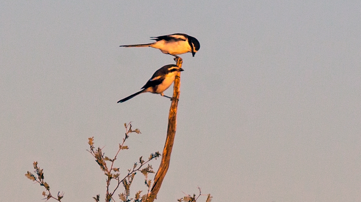 Southern Fiscal [Lanius collaris subcoronatus]
