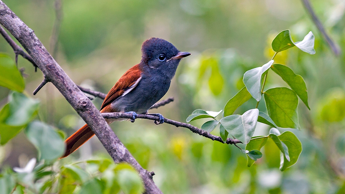 African Paradise Flycatcher [Terpsiphone viridis plumbeiceps]