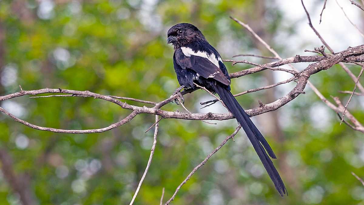 Magpie Shrike [Lanius melanoleucus expressus]