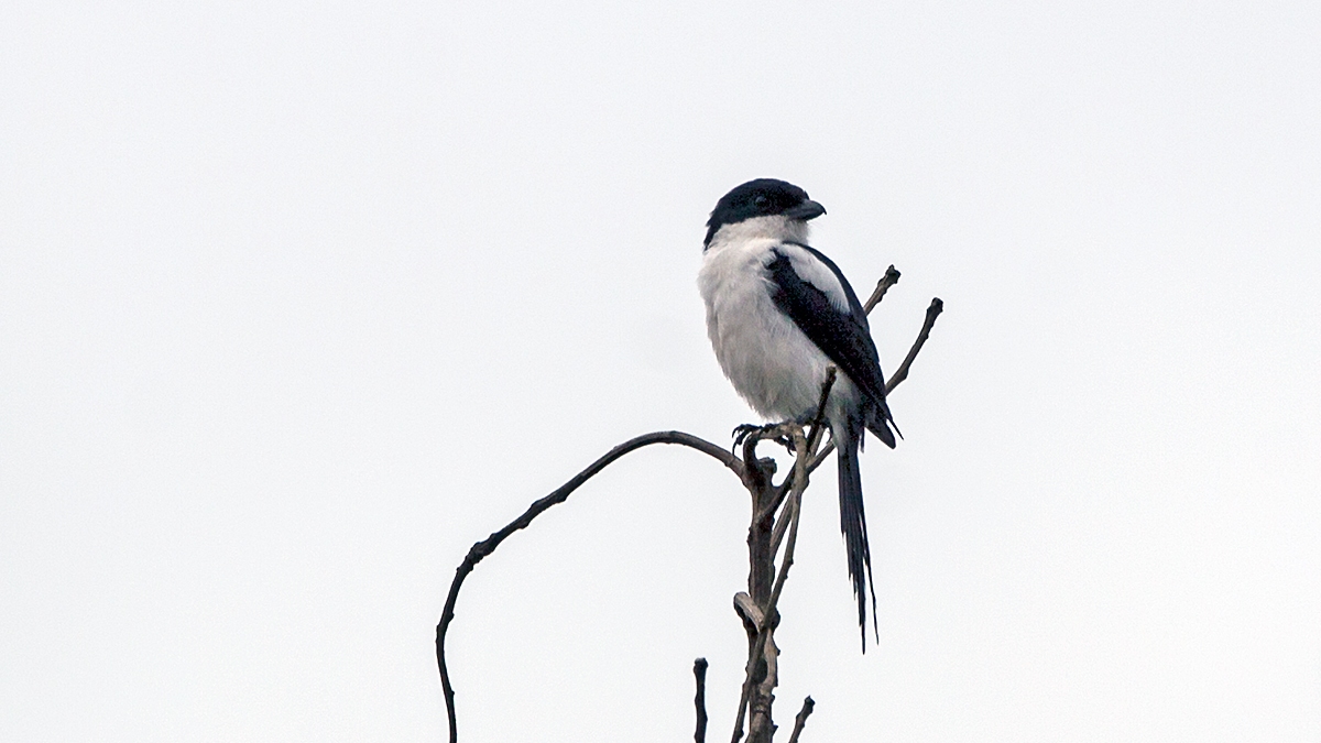 Northern Fiscal [Lanius humeralis smithii]