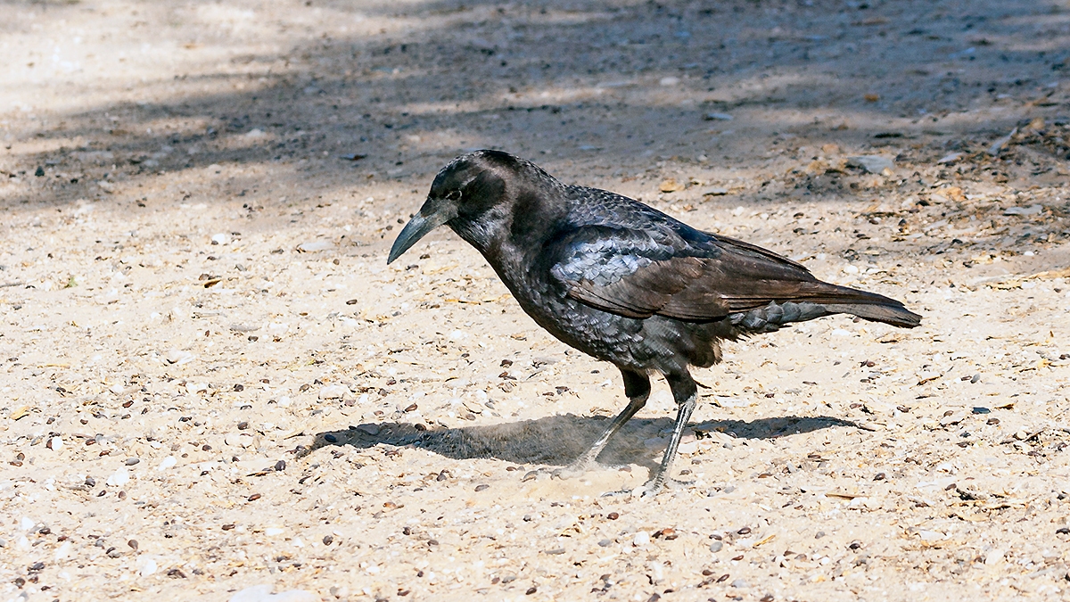 Cape Crow [Corvus capensis capensis]