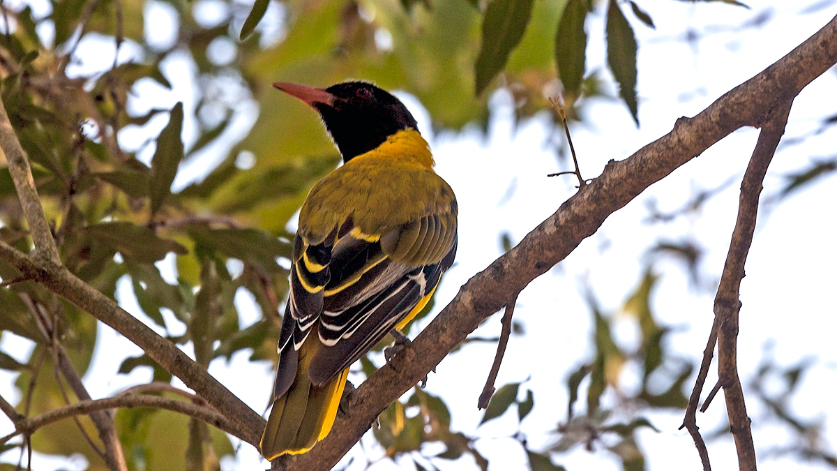 Black-headed Oriole [Oriolus larvatus larvatus]