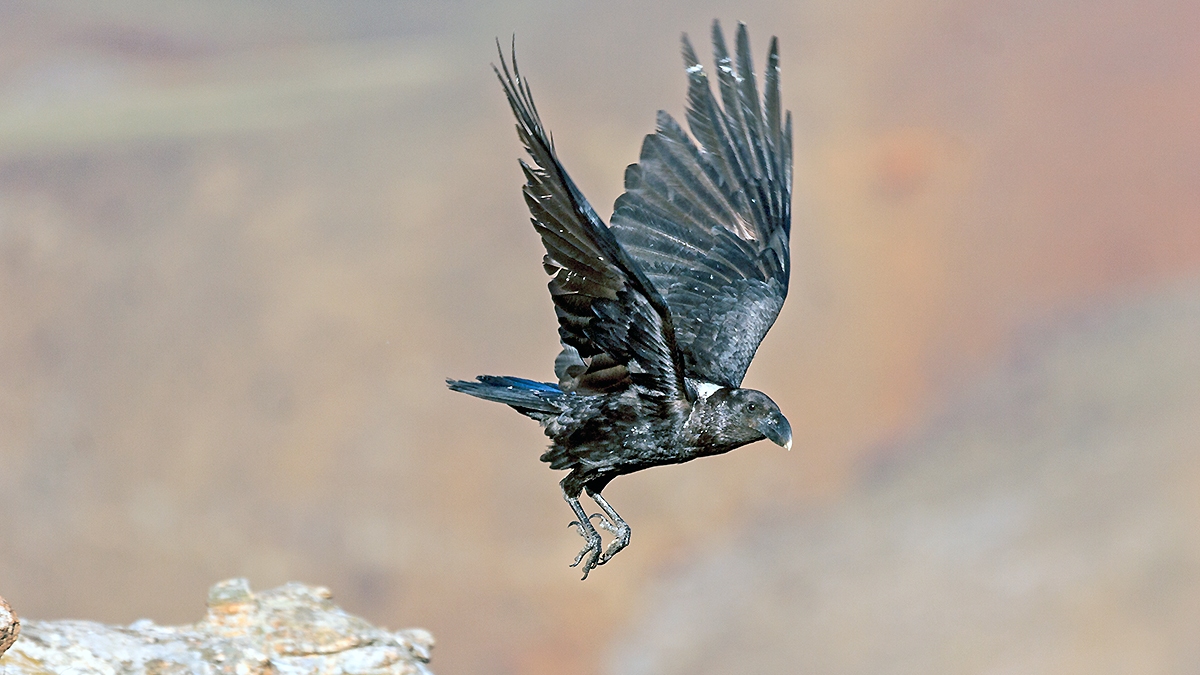 White-necked Raven [Corvus albicollis]