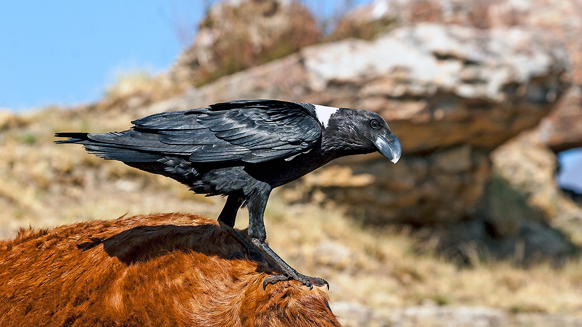White-necked Raven [Corvus albicollis]