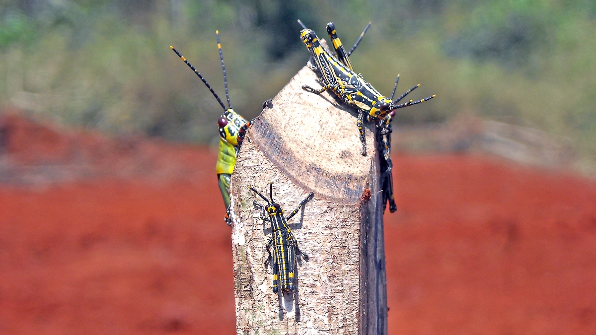 Variegated Grasshopper [Zonocerus variegatus]