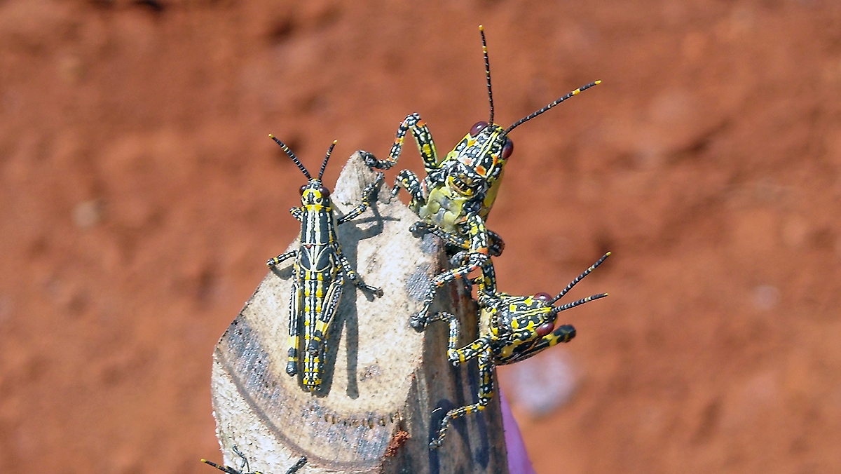 Variegated Grasshopper [Zonocerus variegatus]