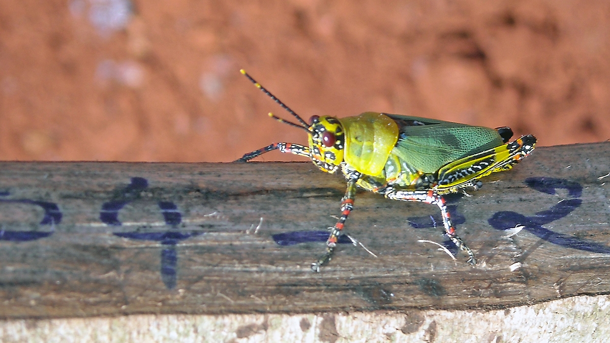 Variegated Grasshopper [Zonocerus variegatus]