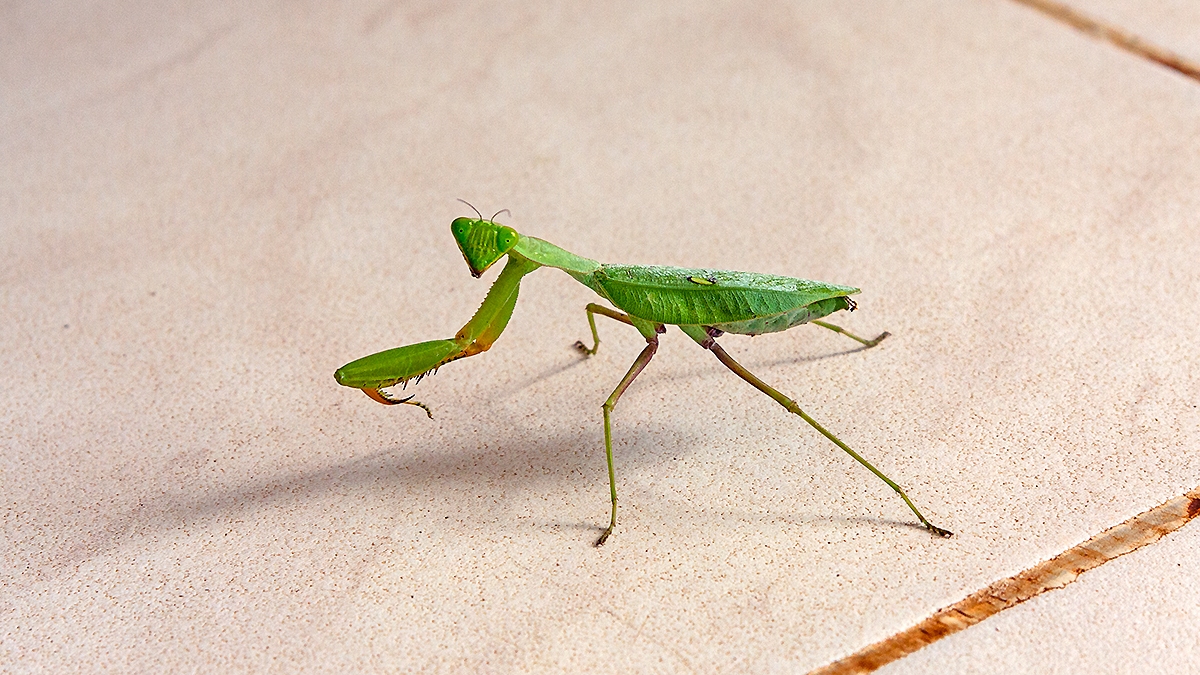 Giant African Mantis [Sphodromantis viridis]