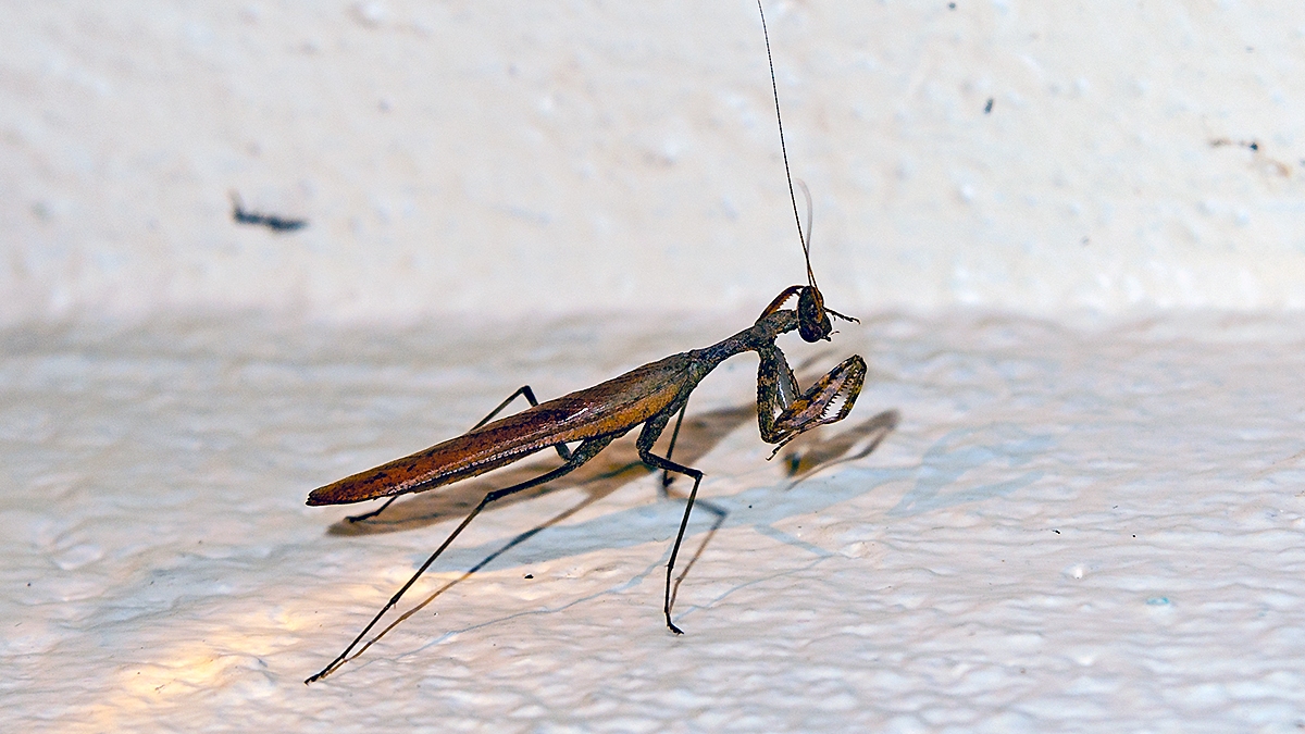 Brown Leaf Mantid [Dystacta alticeps ?]