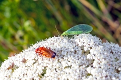 Common Green Lacewing [Chrysoperla carnea]