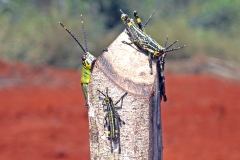 Variegated Grasshopper [Zonocerus variegatus]