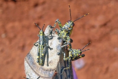 Variegated Grasshopper [Zonocerus variegatus]