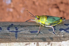 Variegated Grasshopper [Zonocerus variegatus]
