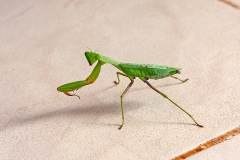 Giant African Mantis [Sphodromantis viridis]