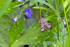 Common Scorpionfly [Panorpa communis]