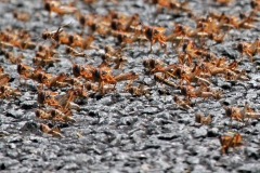Brown Locust [Locustana pardalina]