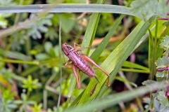 Roesel's Bush-cricket [Roeseliana roeselii]