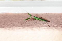 South African Mantis [Miomantis caffra]