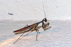 Brown Leaf Mantid [Dystacta alticeps ?]