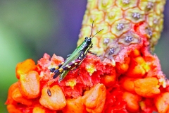 Four-banded Grasshopper [Tetrataenia surinama]