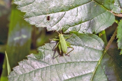Speckled Bush-cricket [Leptophyes punctatissima]