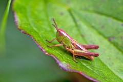 Meadow Grasshopper [Pseudochorthippus parallelus]