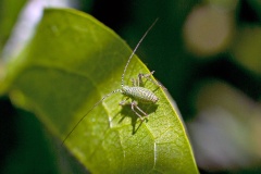 Speckled Bush-cricket [Leptophyes punctatissima]