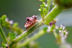 lacewing larva