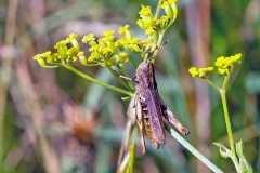 Rufous Grasshopper [Gomphocerippus rufus]