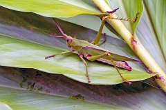 Costa Rica Tree Grasshopper [Munatia biolleyi]