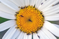 Thrips [species unknown]