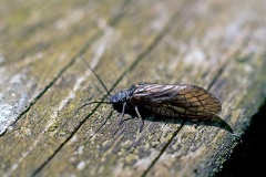 Alderfly [Sialis lutaria]