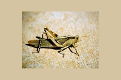 Garden Locust [Acanthacris ruficornis]